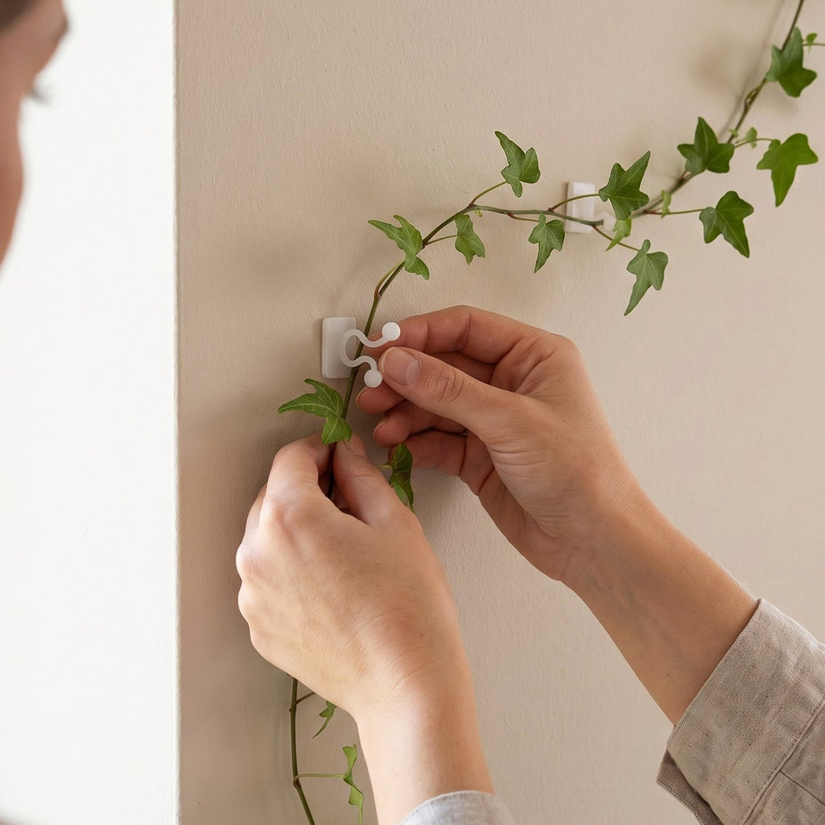 A person's hands gently guide an ivy vine into a white plastic self-adhesive plant clip on a light-colored wall indoors.